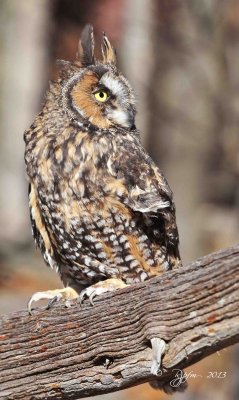 115  Long-eared  Owl 11-10-13.jpg