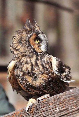 116 Long-eared  Owl 11-10-13.jpg