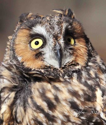 117 Long-eared  Owl 11-10-13.jpg
