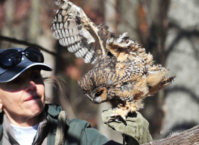 119 Long-eared  Owl 11-10-13.jpg