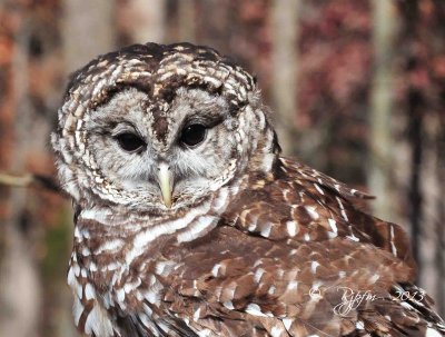 124 Barred Owl 11-10-13.jpg