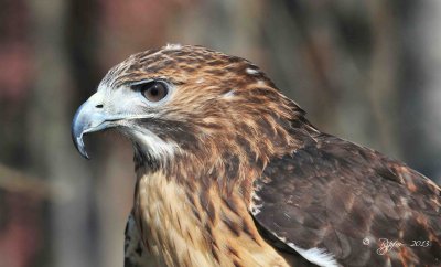 126 Red-tailed Hawk 11-10-13.jpg