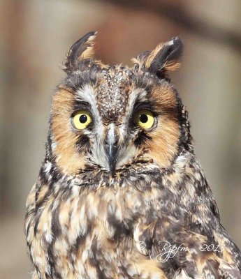 131 Long-eared  Owl 11-10-13.jpg