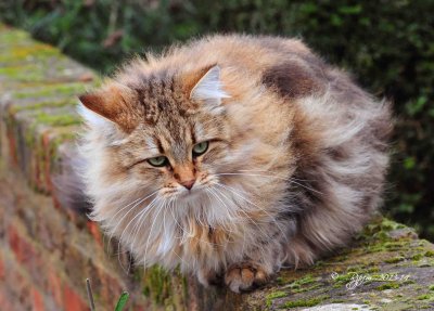 03 Cat Greenwich UK 2014.jpg