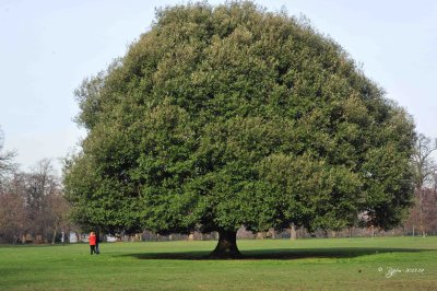 12 Tree Greenvich Park 2014.jpg