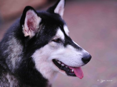 16 Dog of Greenwich Park UK 2014 2.jpg