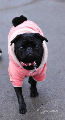 19 Dog of Greenwich Park UK 2014 2.jpg