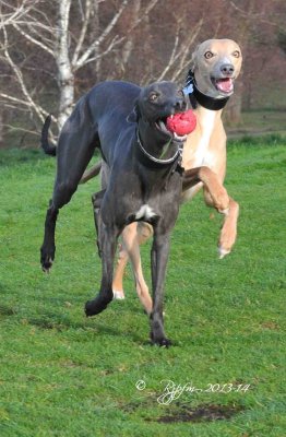 33  Dog of Greenwich Park UK  2014.jpg