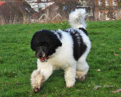 51 Dog of Greenwich Park UK 2014.jpg