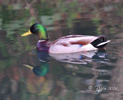 895 Mallard Duck Wellington Common Va 05 -09-14.jpg