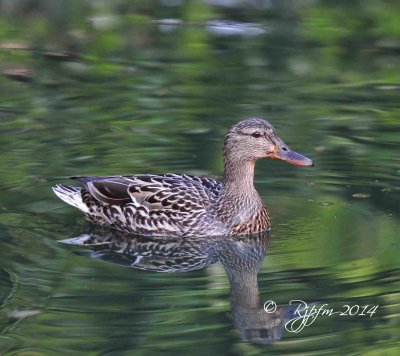 897 Duck Mallard Wellington Common Va 05 -09-14 .jpg