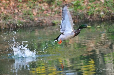 903  Duck Mallard Wellington Common Va 05 -09-14.jpg