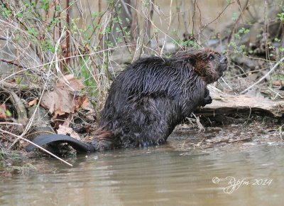 1610  Beaver Occoquan 04-04-14.jpg