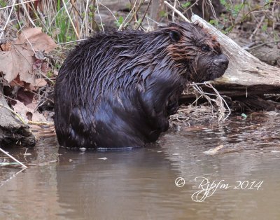 1607  Beaver Occoquan 04-04-14.jpg