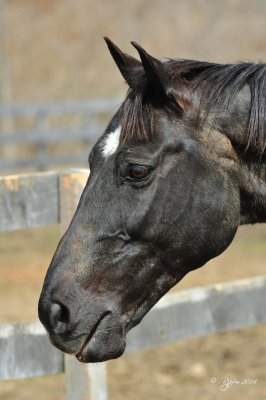 17 Horse Owing MD 04-05-14.jpg