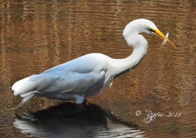 2321   Great Egret Chincotegue 04-10-14.jpg