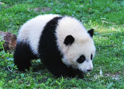 696 Bao Bao Panda Bear  Nat  Zoo DC 04-17-14.jpg