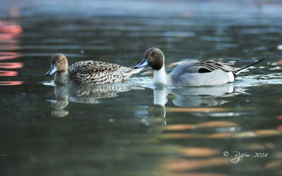 711   Northern Pintail Ducks   Nat Zoo DC 04-17-14 1.jpg