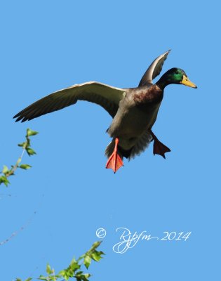 713  Mallard Duck   Nat Zoo DC 04-17-14.jpg