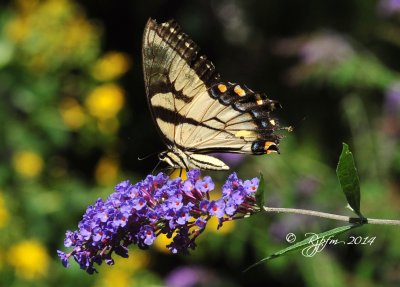 58  Eastern Tiger swallowtail  Medowlark Garden 08-20-14.jpg