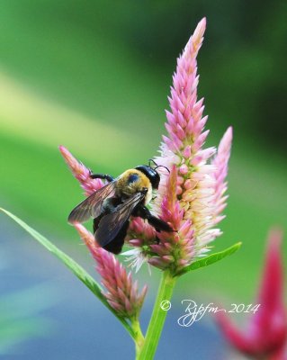 1410 bees  Flower Medowlark Garden 08-2014.jpg