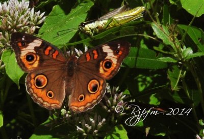 742  Big Buckeye Butterfly Huntley medows 2014.jpg