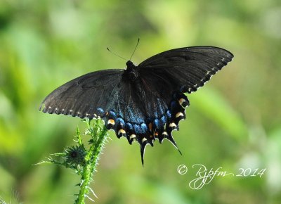 1420 Black Swallowtaill Big Meadows 08-27-14  2.jpg