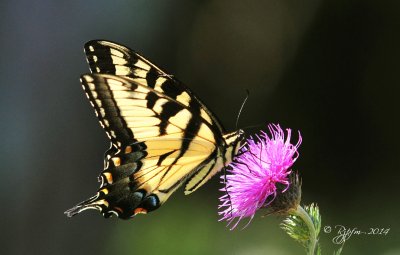 1428 Eastern Tiger Swallowtail l Big Meadows 08-27-14.jpg