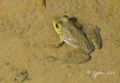 738 A Frog on the Pond   Huntley medows 2014.jpg