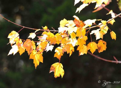 91  Fall Dyke Marsh 10-31-14.jpg