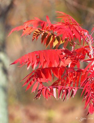 83 Fall Dyke Marsh 10-31-14.jpg