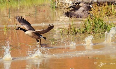 780   Canada Geese Huntley Meadows  10-30-14.jpg