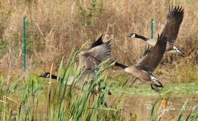 784   Canada Geese Huntley Meadows  10-30-14.jpg