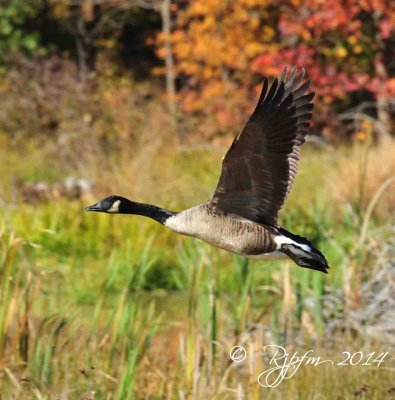 785   Canada Goose Huntley Meadows  10-30-14 2.jpg