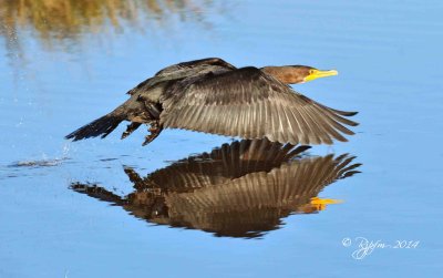 2425 Double Crested Cormorant Chincoteague 11-15-14.jpg