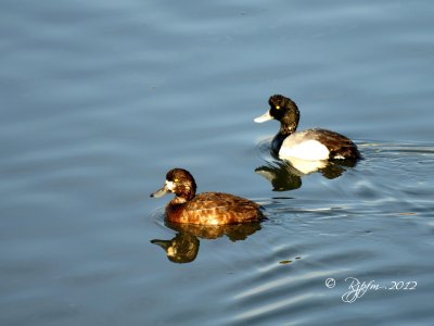 2  Lesser Scaup Duck.jpg