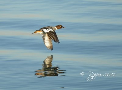 3 california Duck.jpg