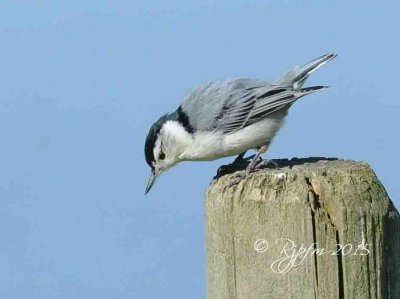 1099 White-breasted Nuthatch Mason Neck 04-29-2015.jpg