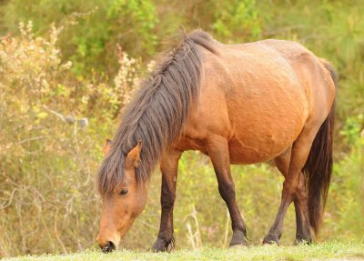 Wild Ponies