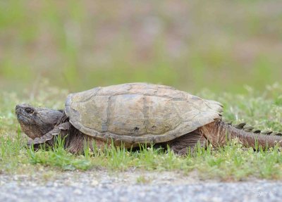 1161   Common Snapping Turttle  Chincoteague 05-29-2015.jpg