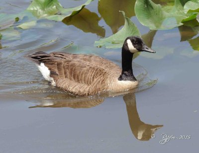 1178 Canada Goose  Mason Neck 05-20-2015.jpg