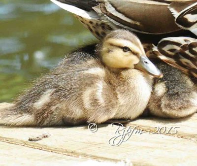 112   Mallard Duck F  Ducklings Dyke Marsh   Va  05-22-2015.jpg