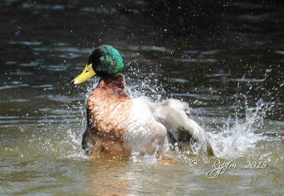 134   Mallard Duck M Dyke Marsh   Va  05-22-2015.jpg