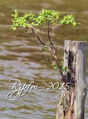 691 Nature Leesylvania 05-20-2015.jpg
