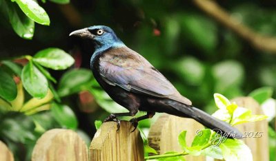 1043 Grackle Wellington Va 05-19-15 1.jpg