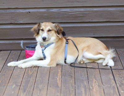 1776 Grace at Camp Rapidan 06-02-2015 .jpg