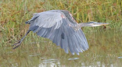 1142  Great Blue Heron Blackwater 09-19-15.jpg
