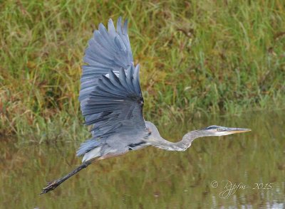 1148  Great Blue Heron Blackwater 09-19-15.jpg