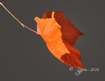 167 Nature Great Fall 10-31-15.jpg