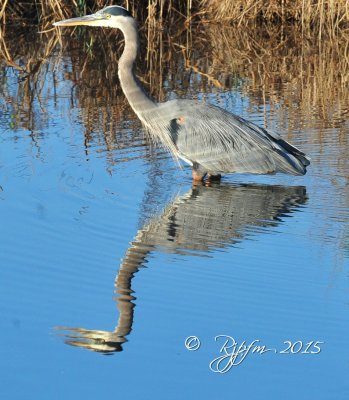 1001  Great Blue Heron  Blackwater 11-13-15.jpg